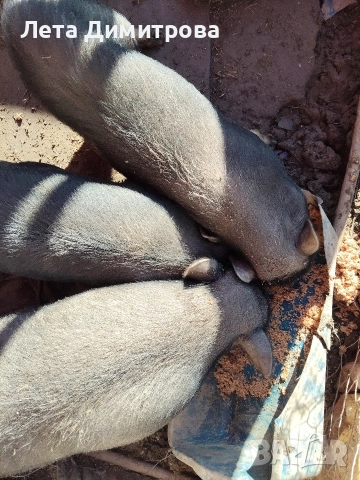 виетнамски около 340кг общо 700лв всичките, снимка 2 - Прасета - 52925748