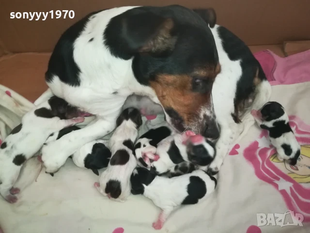 ДЖАК РЪСЕЛ-КУЧЕНЦА 250ЛВ ЗА 1БР 1508250823, снимка 7 - Джак ръсел териер - 51372207