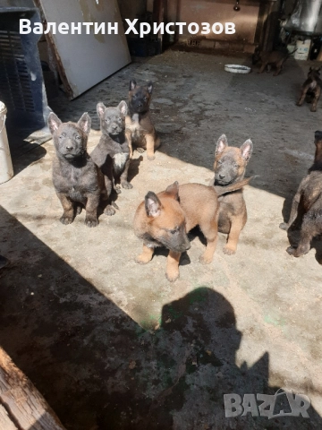 белгийска овчарка малиноа , снимка 9 - Белгийска овчарка - 52530169