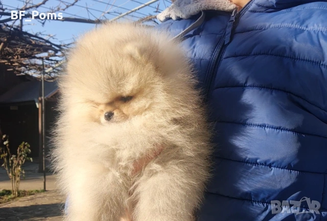 Страхотно момченце померан с родословие FCI