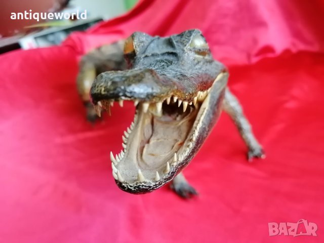 КРОКОДИЛ, снимка 2 - Антикварни и старинни предмети - 37947771