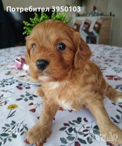 Кавапу/Мини пудел, снимка 6 - Пудели - 52583145