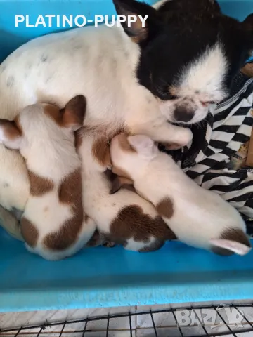 ЧИХУАХУА БЕБЕТА, снимка 6 - Чихуахуа - 49821847