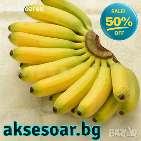 50 бр. Семена от Бонсай бананово дърво екзотични редки плодове палма за декорация на градината, снимка 15 - Сортови семена и луковици - 53258880