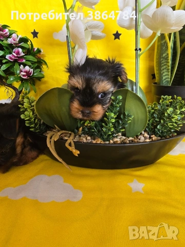 мини йоркширски териер, снимка 4 - Йоркширски териер - 53337473