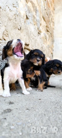 Кавалер Кинг Чарлз шпаньол , снимка 5 - Кавалер кинг чарлз шпаньол - 51169749