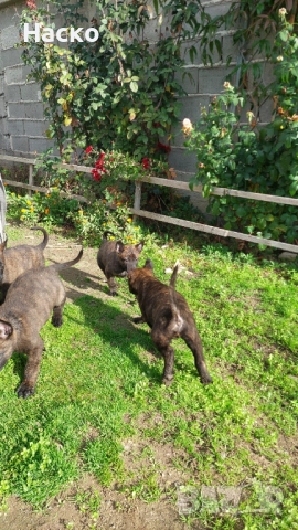 Холандска овчарка, снимка 4 - Белгийска овчарка - 52484523