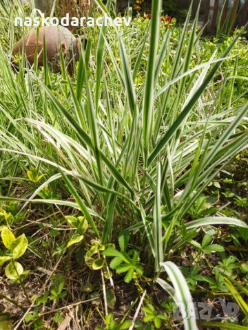 Декоративна пъстра трева Фаларис (Phalaris picta) за Вашата красива градина, снимка 5 - Градински цветя и растения - 29201960