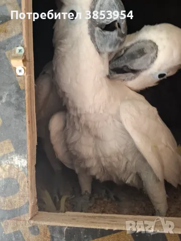 Какаду Алба - мъжки, снимка 2 - Папагали - 50429979