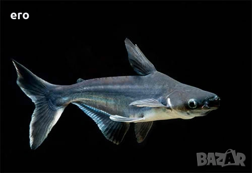 Сом Пангас - 18 см.