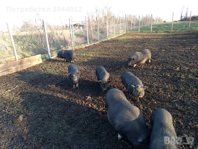 Продавам виетнамски прасета 