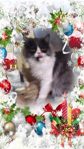  Ваксинирани персийски дългокосмести многоцветни котки с ЕС паспорти,микрочипирани!, снимка 13 - Други - 42172667