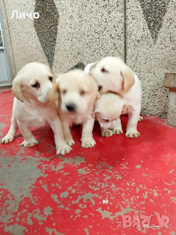 продавам лабрадори 