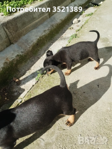 Пинчери , снимка 3 - Пинчер - 53461947