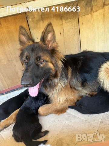 Чистокръвна немска овчарка, снимка 6 - Немска овчарка - 53094576
