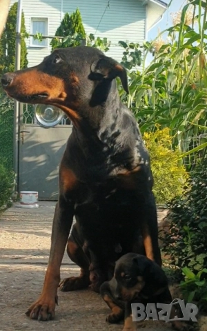 Продавам Доберман, снимка 1