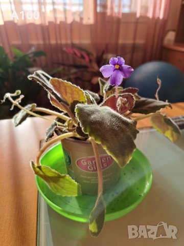 Стайна теменужка (Сентполия), снимка 5 - Стайни растения - 40384305