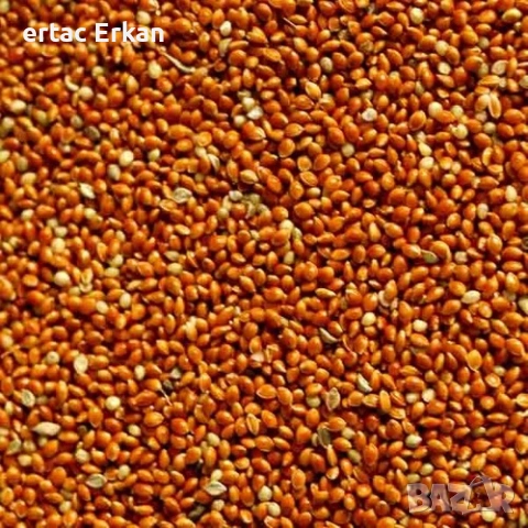 качествено червено просо