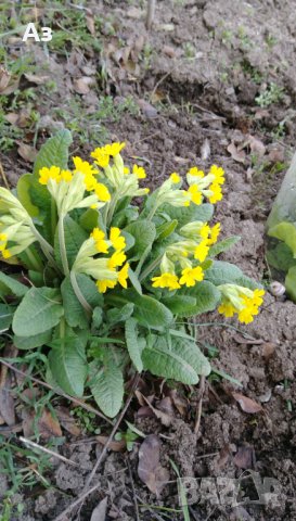 Продавам разсад на цветя Иглика горска, снимка 7 - Разсади - 44025519