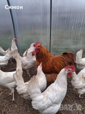 Петли орпингтон , снимка 3 - Кокошки и пуйки - 53260821