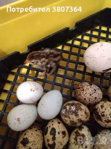 Яйца от пъдпъдъци разплодни и за консумация , снимка 8 - други­ - 52701949