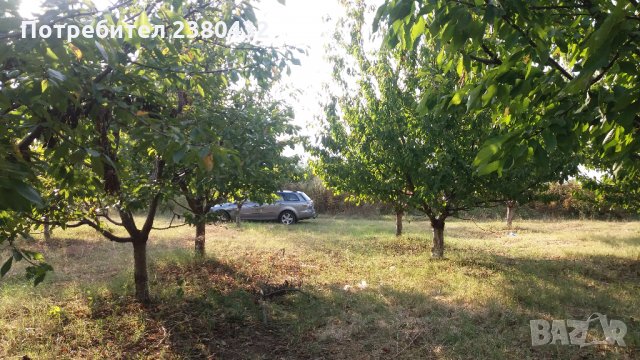 Овощна градина череши от собственик, снимка 7 - Земеделска земя - 26207054