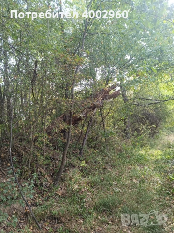  Нива  изоставена  близо до регулация ! , снимка 8 - Земеделска земя - 53576735