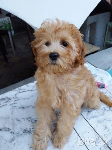 Малтипу Maltipooo, снимка 5 - Други - 51501320