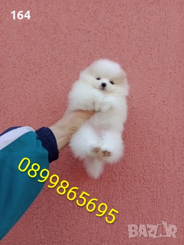 Бели Померани. Реални снимки от 15.12.25 г., снимка 5 - Померан - 52719427