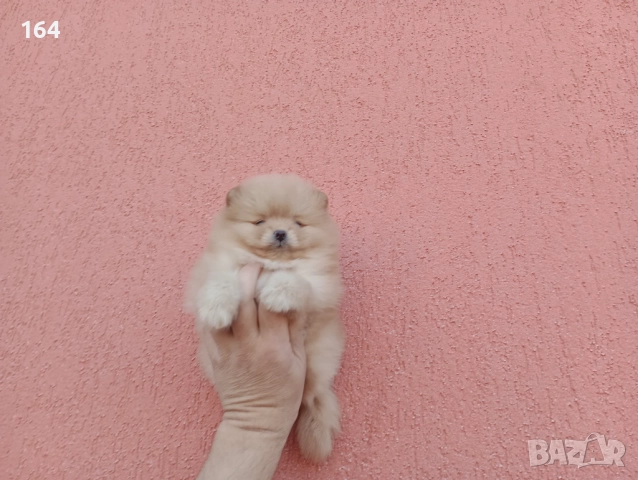 Мъжки Померан. Реални , снимка 3 - Померан - 52670057