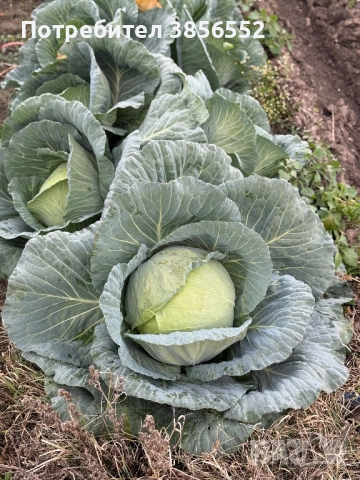 Зеле, сорт - Марлу , снимка 5 - Разсади - 52632291