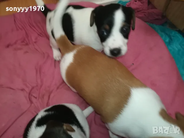 ПРОДАВАМЕ КУЧЕНЦА ДЖАК РЪСЕЛ-УНИКАЛНИ СЛАДУРИ 2701250647, снимка 10 - Джак ръсел териер - 48842521