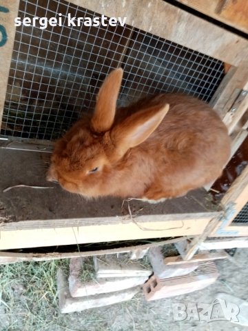 зайци, снимка 7 - Други животни - 27376415