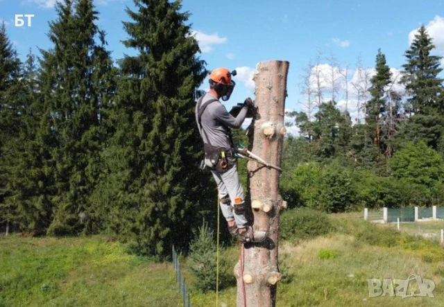 Професионално премахване на опасни дървета от сертифициран Арборист, чрез алпийски способ.