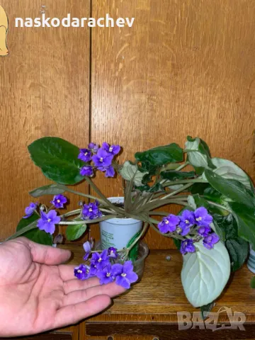 Теменужка, теменужки, сенполия синя, син цвят, снимка 7 - Стайни растения - 48091843