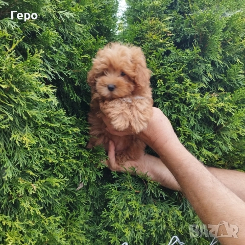 малтипу , снимка 1