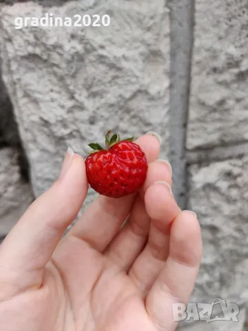 ЯГОДА МАЛИНА FRAMBERRY, снимка 2 - Разсади - 49133313