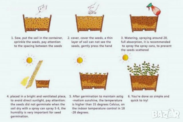 100 бр. семена кипарис синя елха бор сини иглолистни кипарисови дървета бонсай екзотични за декораци, снимка 12 - Сортови семена и луковици - 37707505