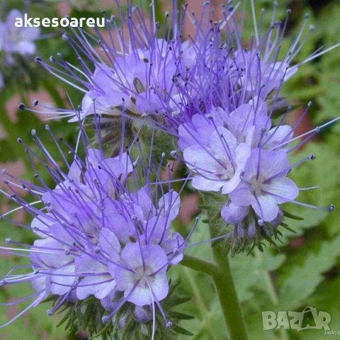 Семена от Фацелия - медоносно растение за пчелите разсад семена пчеларски растения силно медоносно ц, снимка 6 - Сортови семена и луковици - 37708344