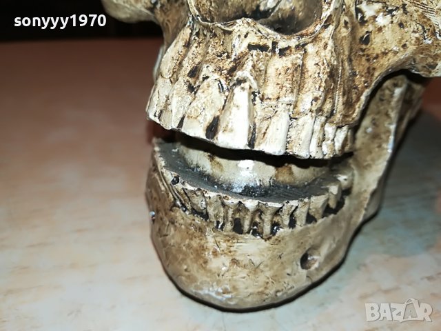 ЧЕРЕП ОТ ГЕРМАНИЯ 3112222029, снимка 15 - Антикварни и старинни предмети - 39152242