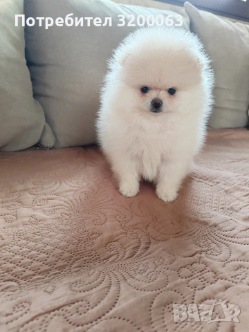 Померан мини померан , снимка 8 - Померан - 53054110