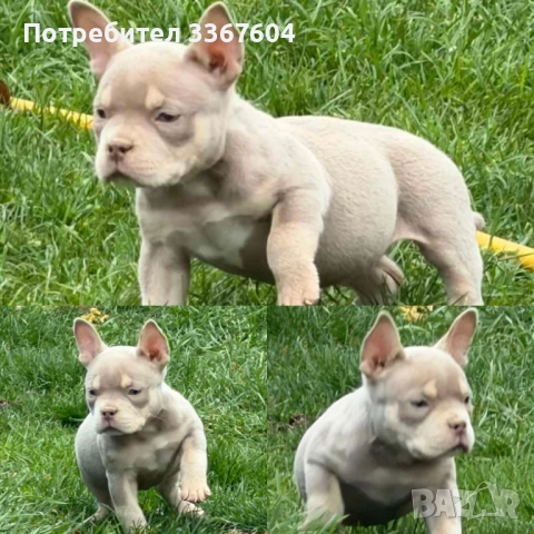 Американско були покет 