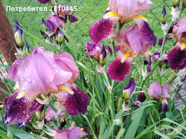 Тагетис, невен, ирис, здравц, цветя, снимка 4 - Сортови семена и луковици - 42770469