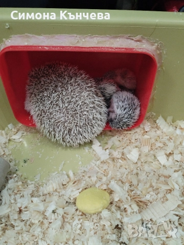 Малки сладки таралежчета.