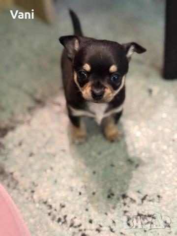 Мини мъжко Чихуахуа на 2месеца