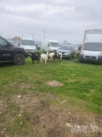 Кози, снимка 3 - Кози - 53057716