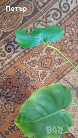 Филодендрон