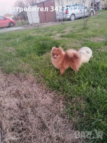 Въжко померанче с всички ваксини