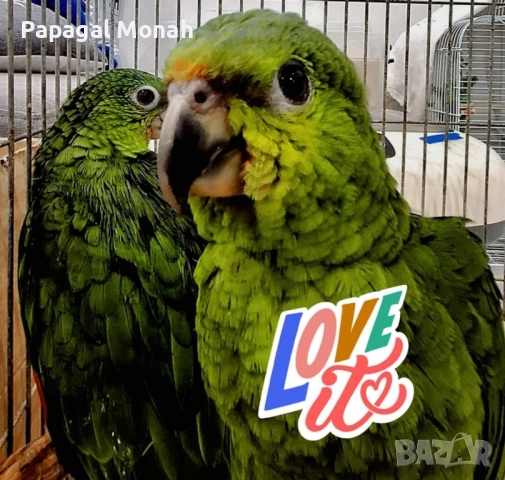 Ръчно хранени папагали Амазони , снимка 3 - Папагали - 51537707
