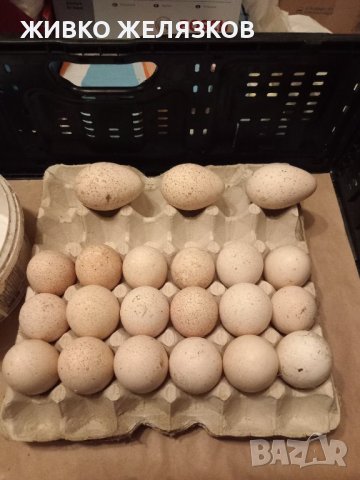 ПРОДАВАМ РАЗПЛОДНИ ОПЛОДЕНИ ПУЕШКИ ЯЙЦА, снимка 18 - Кокошки и пуйки - 40087456